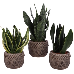 Sansevieria mix Ø12cm in Ø16cm Ceramic EV665