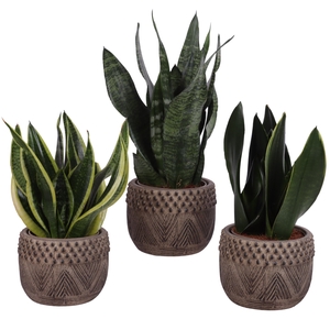 Sansevieria mix Ø12cm in Ø16cm Ceramic EV665
