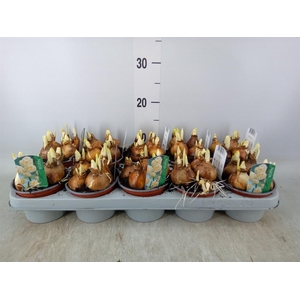 Narcissus DU 'Bridal Crown'