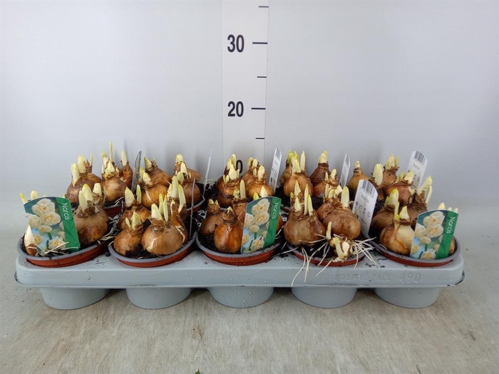 <h4>Narcissus DU 'Bridal Crown'</h4>