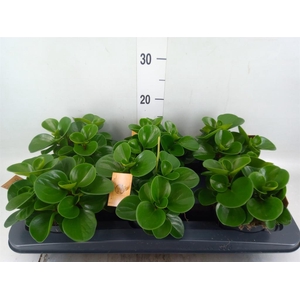 Peperomia obt. 'Green Gold'