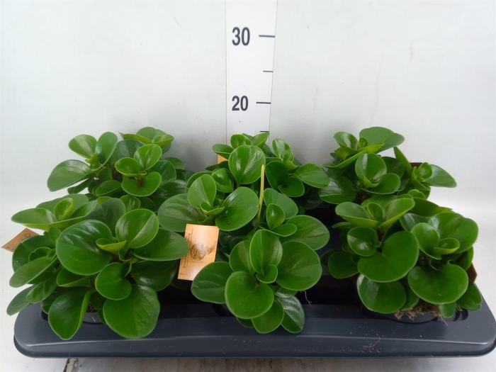 <h4>Peperomia obt. 'Green Gold'</h4>