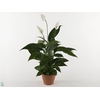 Spathiphyllum  'Alana'