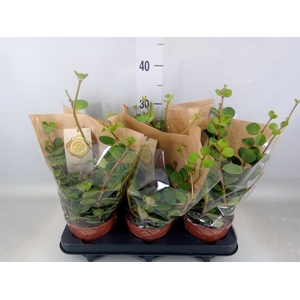 Peperomia tetraphylla 'Hope'