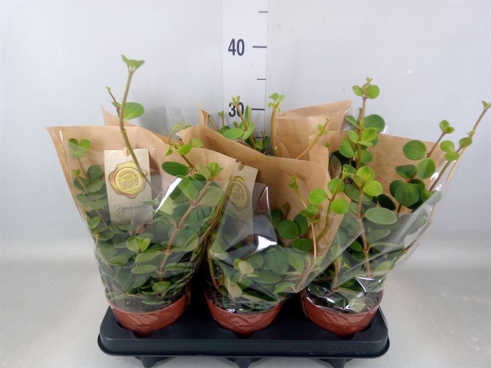 <h4>Peperomia tetraphylla 'Hope'</h4>