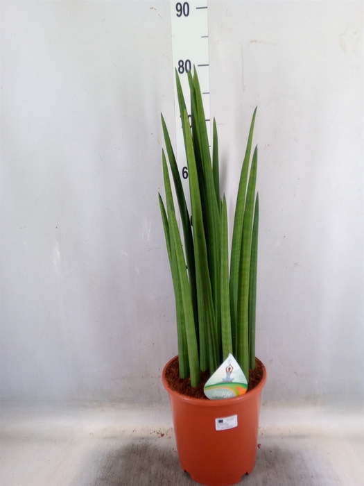 <h4>Sansevieria cyl.  ...</h4>