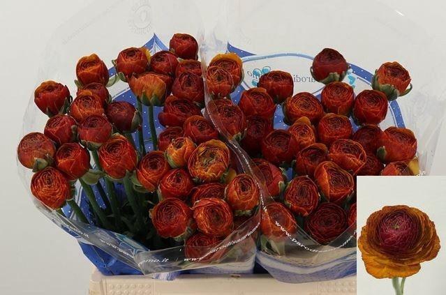 <h4>RAN SU NERONE</h4>