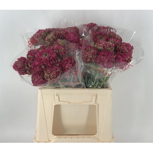 Ran Pon 1st Aladdin Rosa