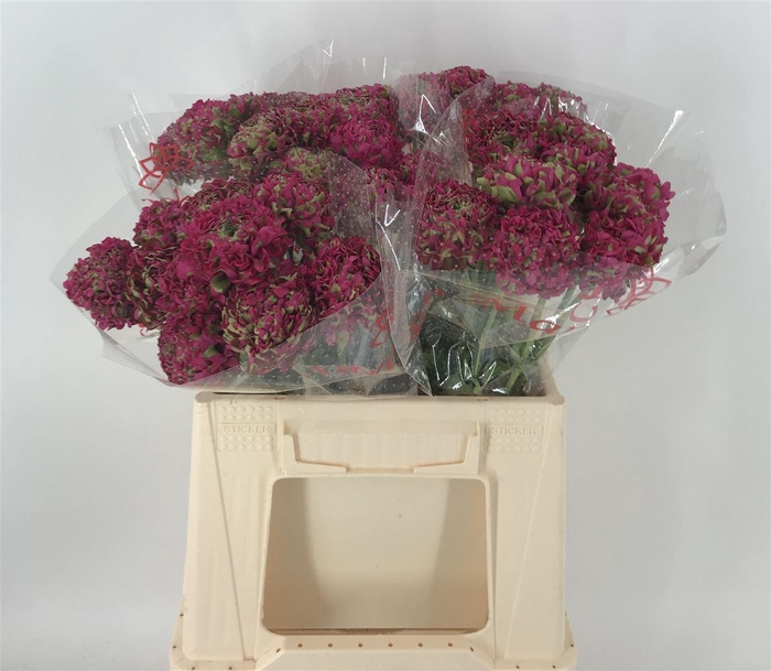 <h4>Ran Pon 1st Aladdin Rosa</h4>