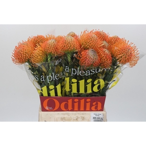 Nutans Ayoba Orange