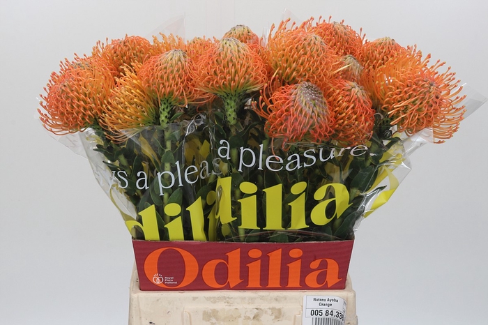 <h4>Nutans Ayoba Orange</h4>