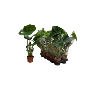 MONSTERA DELICIOSA