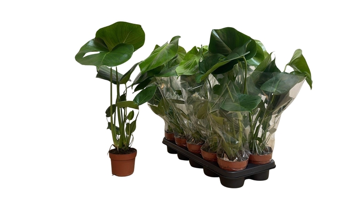 <h4>MONSTERA DELICIOSA</h4>