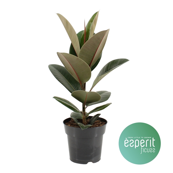 <h4>Ficus elastica Robusta</h4>