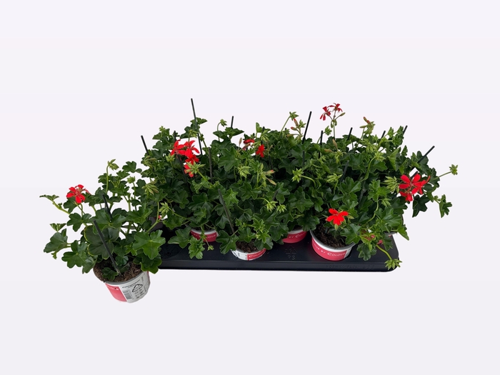 <h4>PEL PELT BALKON ROOD</h4>