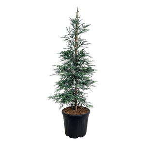 Sequoia semp. 'Steel Blue'