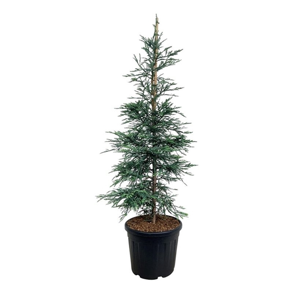 <h4>Sequoia semp. 'Steel Blue'</h4>