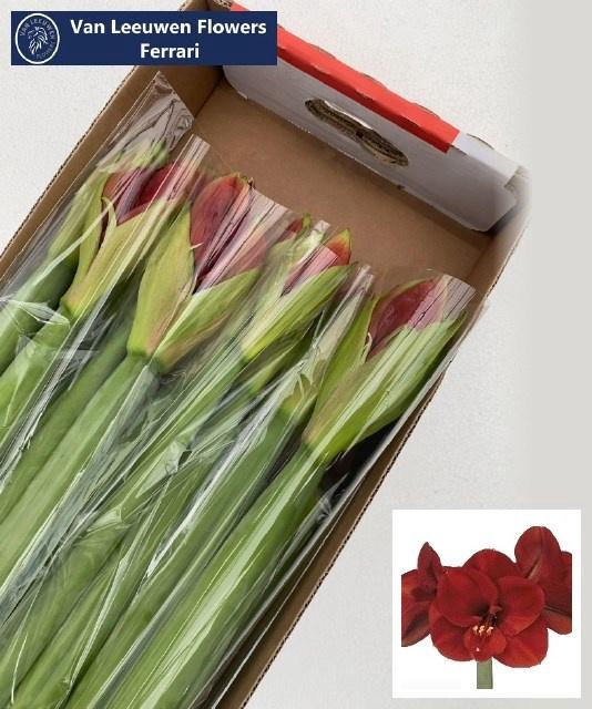 <h4>HIPP GA FERRARI</h4>