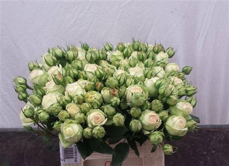 <h4>R Tr Wedding Piano</h4>