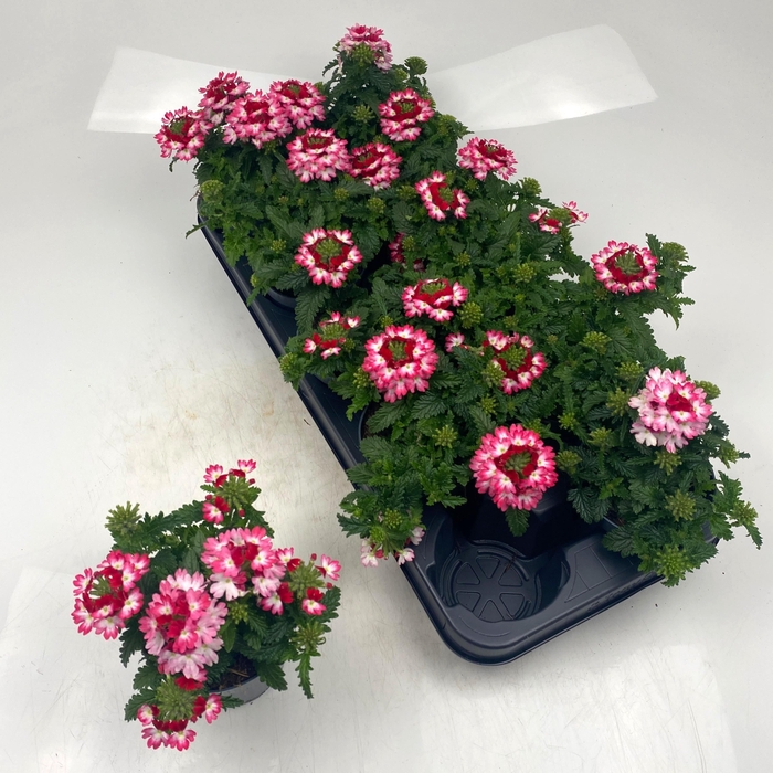 <h4>VERBE DRUMS GEM</h4>