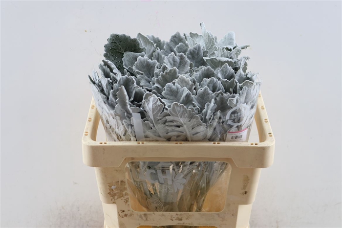 <h4>Jacobea Senecio Cineraria Lavender</h4>