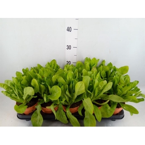 Calendula offic.