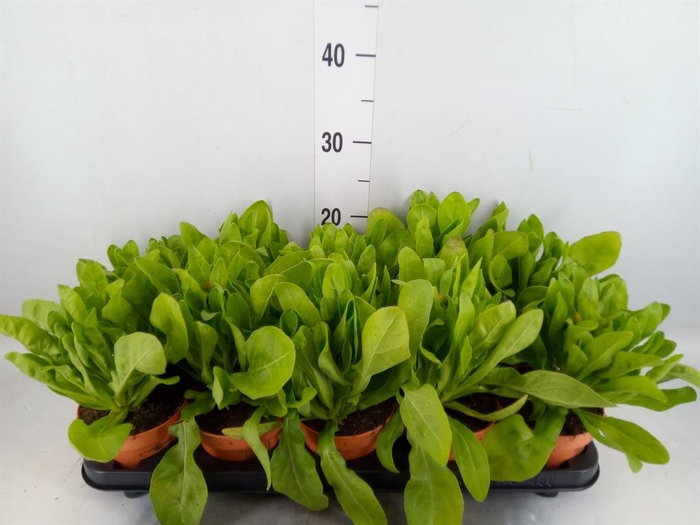 <h4>Calendula offic.</h4>