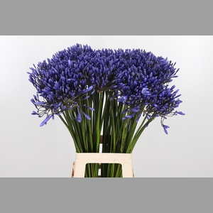 Agapanthus Dr.brouwer