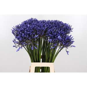 Agapanthus Dr.brouwer