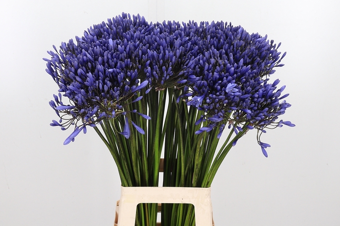 <h4>Agapanthus Dr.brouwer</h4>