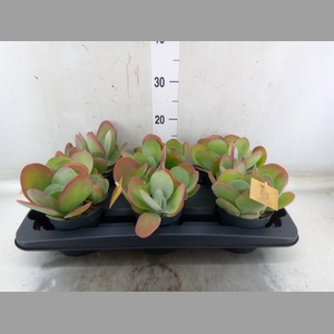Kalanchoe NF thyrsiflora