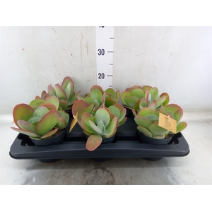 Kalanchoe NF thyrsiflora