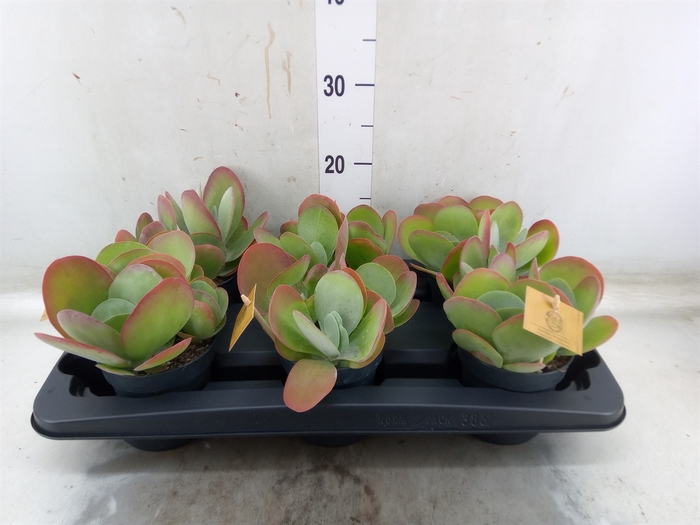 <h4>Kalanchoe NF thyrsiflora</h4>