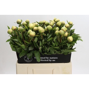 Paeonia Claire De Lune