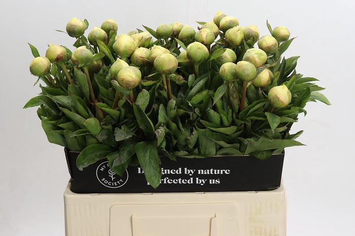 <h4>Paeonia Claire de la Lune</h4>