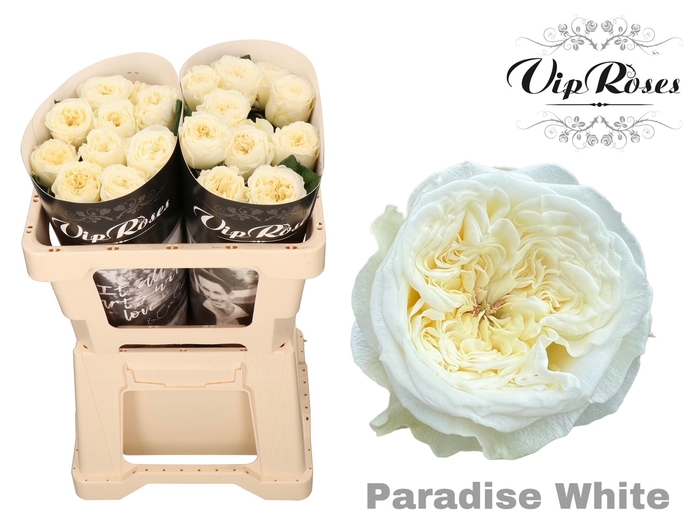 R GR PARADISE WHITE