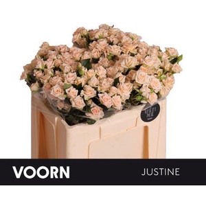 Rosa TR 'Justine' VOORN