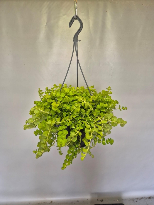 Hangpotten 23 cm Lysemachia