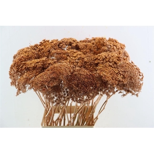 Ammi Majus Klbh Gl Koper P Stem