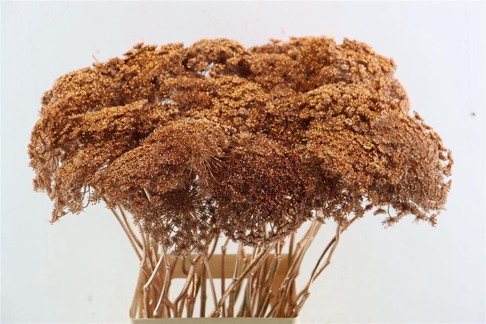 <h4>Ammi Majus Klbh Gl Koper P Stem</h4>