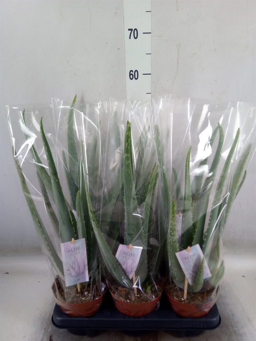 <h4>Aloe vera</h4>