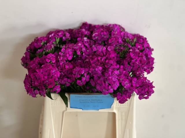 <h4>DI BARB AM NEON PURP</h4>