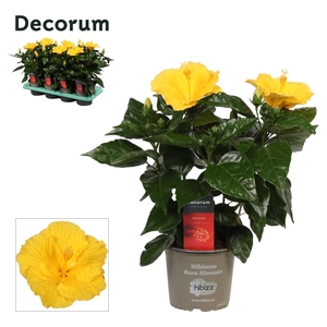 Decorum Hibiscus Aura geel