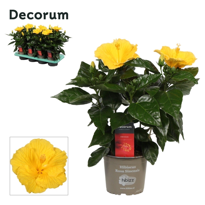 <h4>Decorum Hibiscus Aura geel</h4>