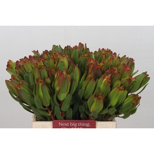 Leucadendron Laurel Yellow