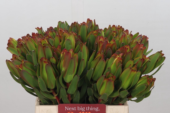 Leucadendron Laurel Yellow