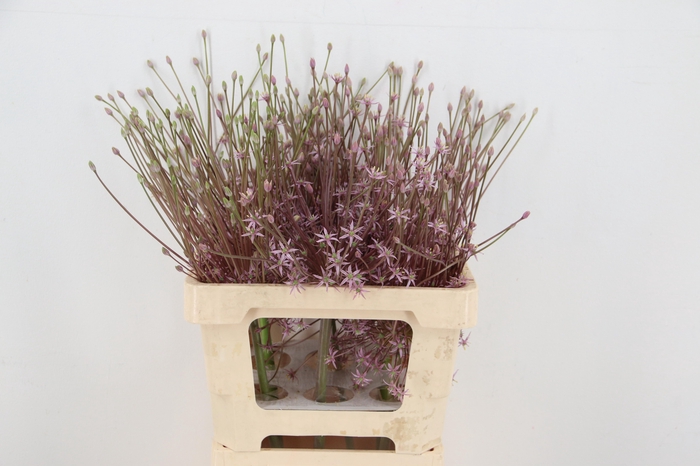 <h4>ALLIUM SCHUBERTII</h4>