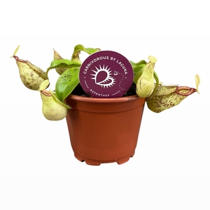 Nepenthes Hookerina 8,5 cm