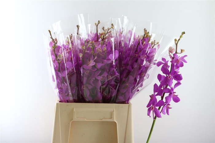 <h4>Mok Calypso Pink M</h4>