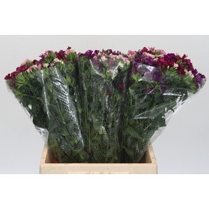 Dianthus Br Gemengd